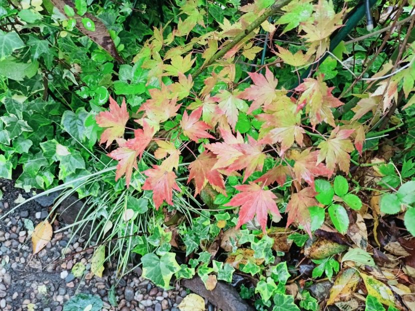  - Grădina 2025 continuare 5