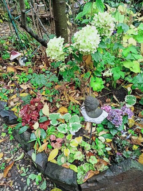  - Grădina 2025 continuare 5