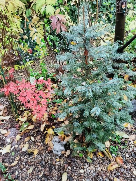  - Grădina 2025 continuare 5