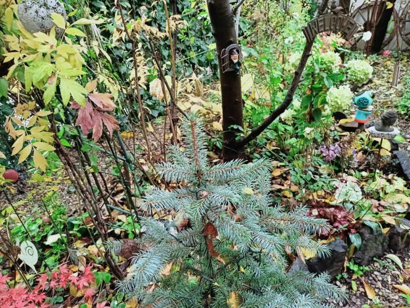  - Grădina 2025 continuare 5