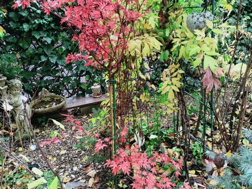  - Grădina 2025 continuare 5