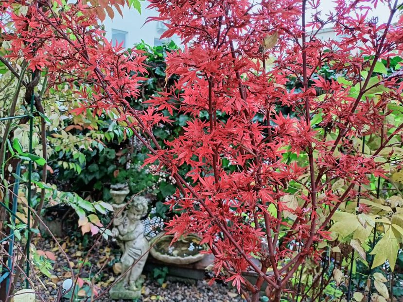  - Grădina 2025 continuare 5