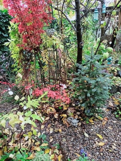  - Grădina 2025 continuare 5