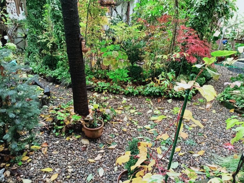  - Grădina 2025 continuare 5