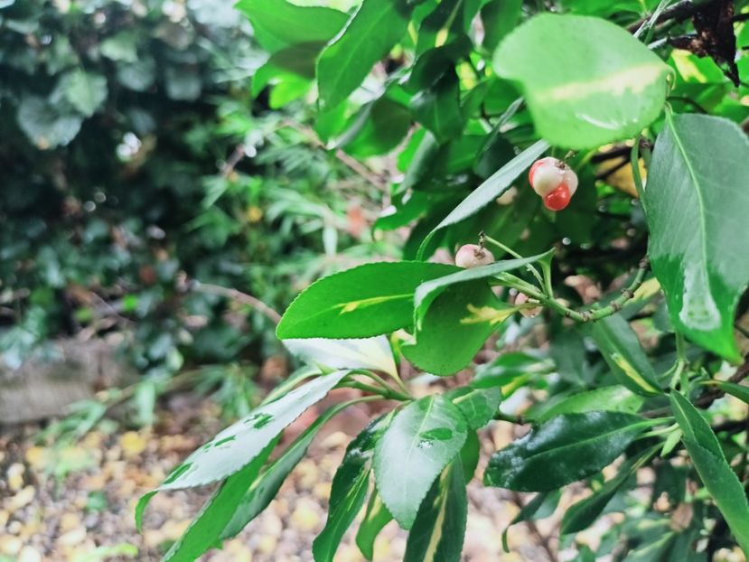  - Grădina 2025 continuare 5