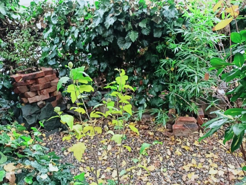  - Grădina 2025 continuare 5