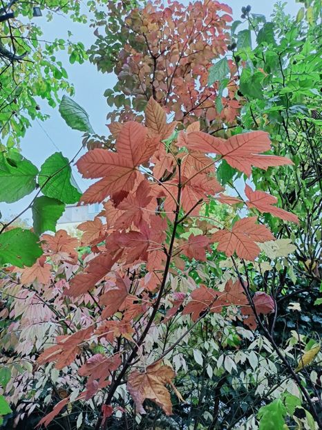  - Grădina 2025 continuare 5