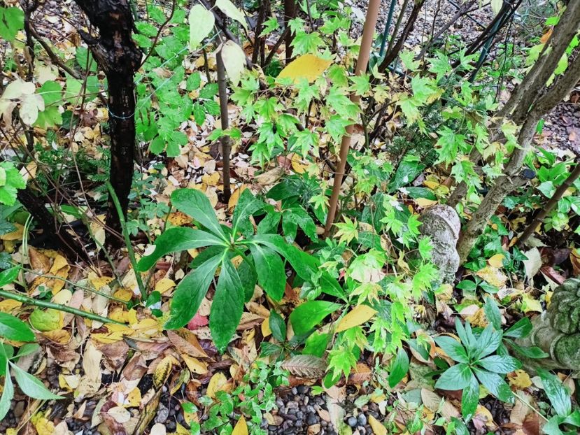 Dragon Master - Grădina 2025 continuare 5