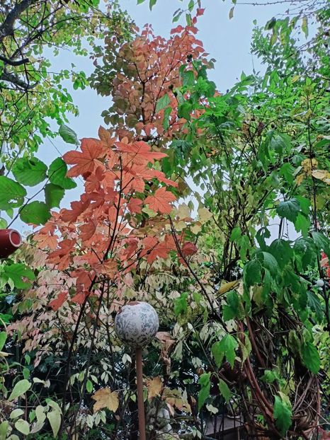  - Grădina 2025 continuare 5