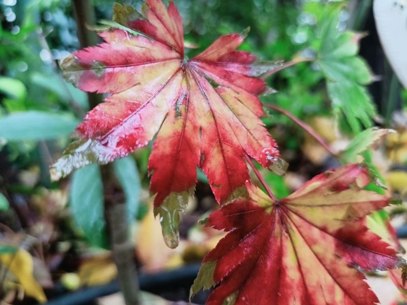 Jordan - Grădina 2025 continuare 5