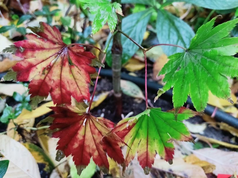  - Grădina 2025 continuare 5