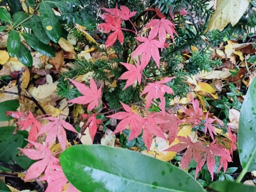 Atropurpureum 2 - Grădina 2025 continuare 5