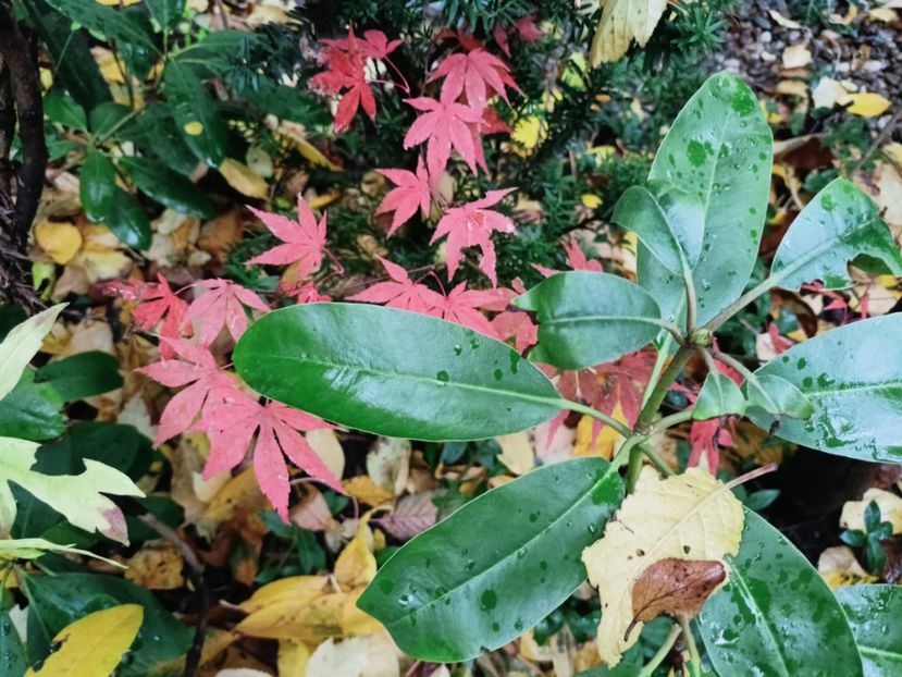  - Grădina 2025 continuare 5