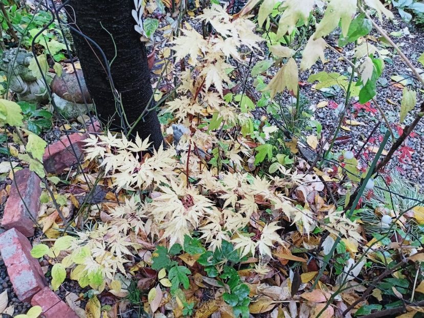 Sango Kaku - Grădina 2025 continuare 5