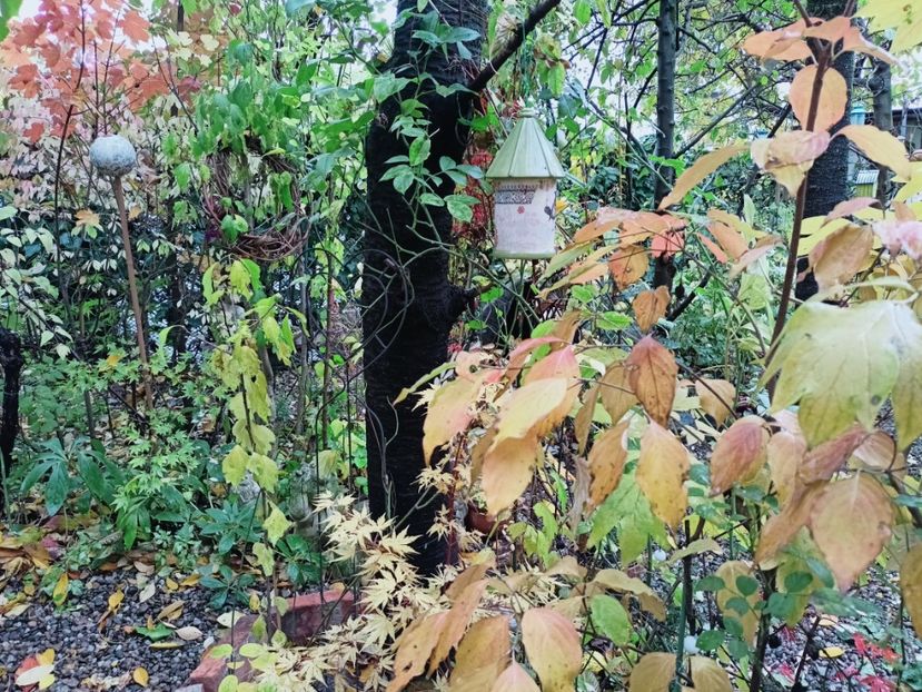  - Grădina 2025 continuare 5