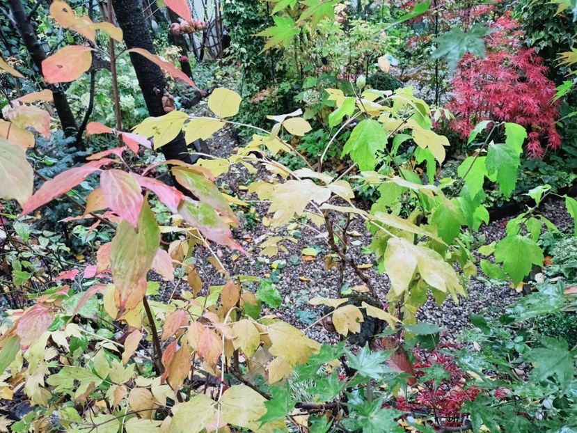  - Grădina 2025 continuare 5