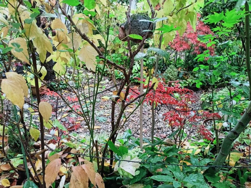  - Grădina 2025 continuare 5