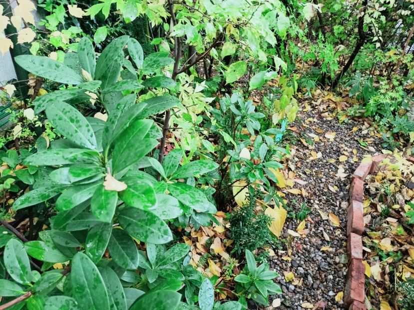  - Grădina 2025 continuare 5