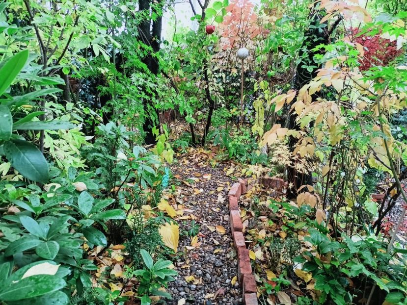  - Grădina 2025 continuare 5