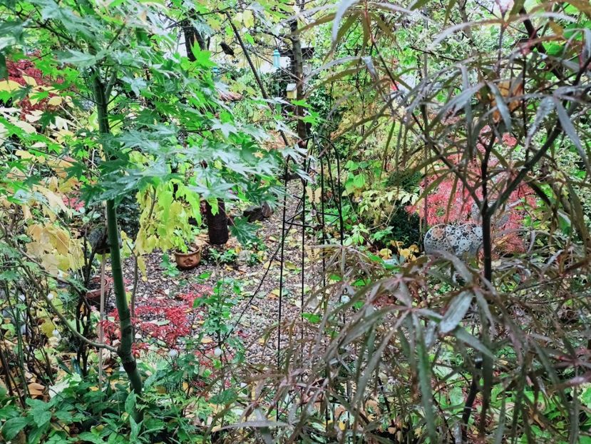 Asahi Zuru și Hubbs Red Willow - Grădina 2025 continuare 5