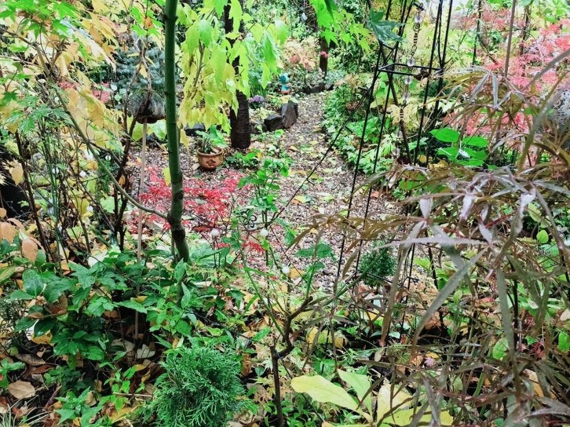  - Grădina 2025 continuare 5