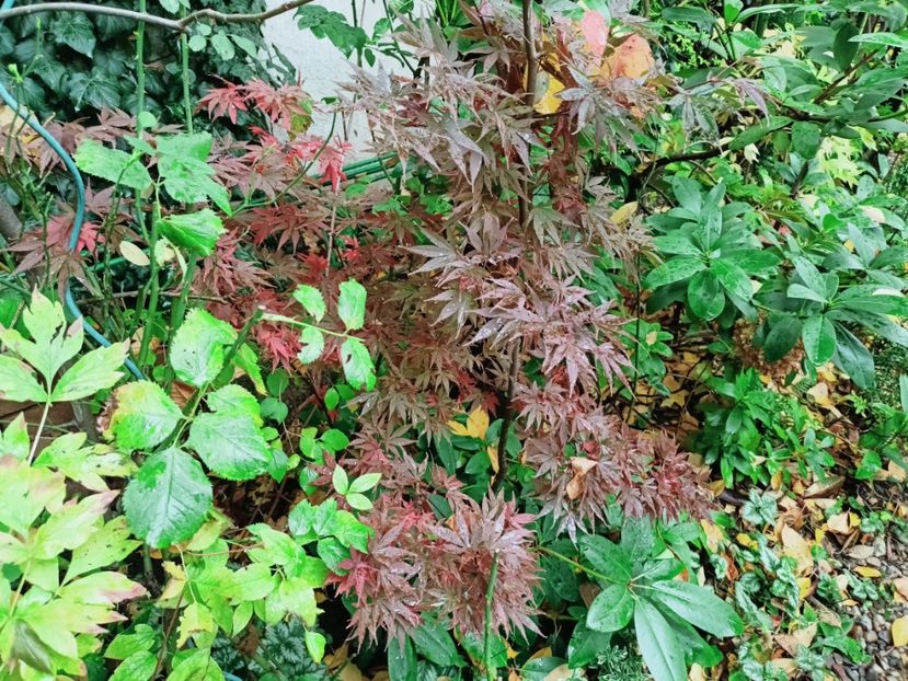  - Grădina 2025 continuare 5