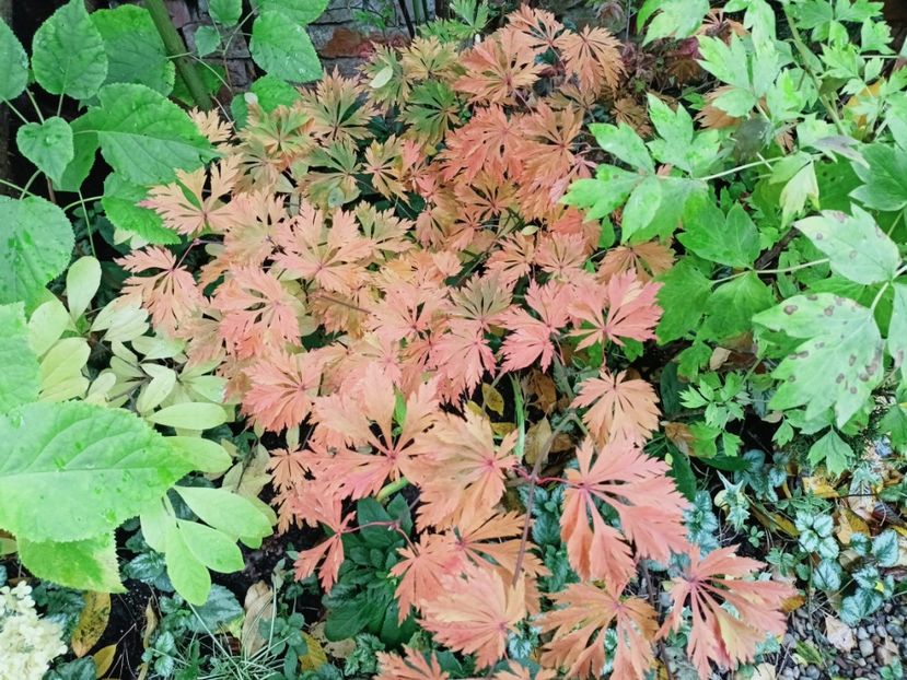 Mai Kujaku - Grădina 2025 continuare 5