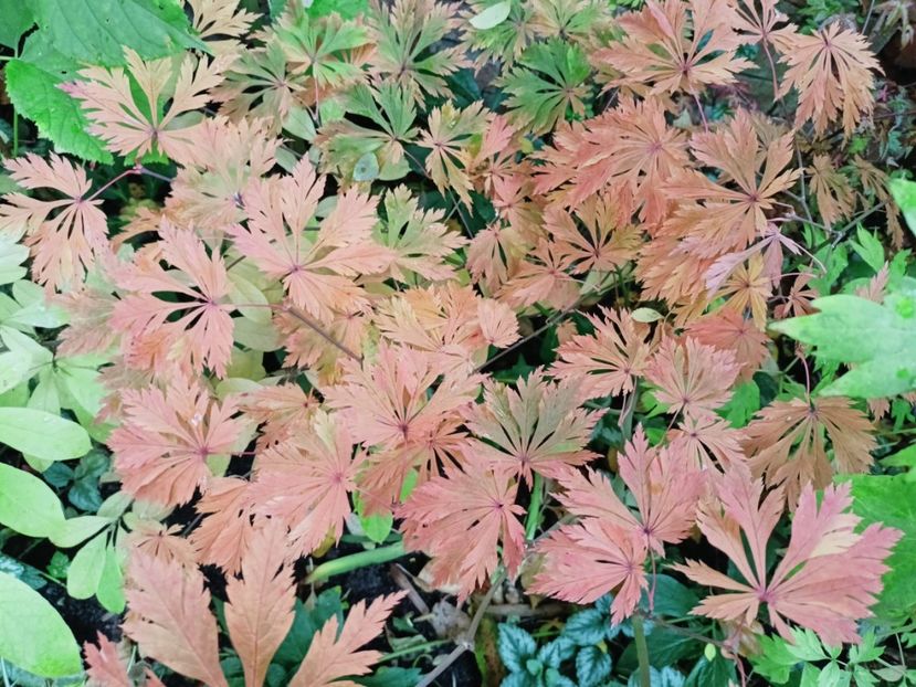  - Grădina 2025 continuare 5