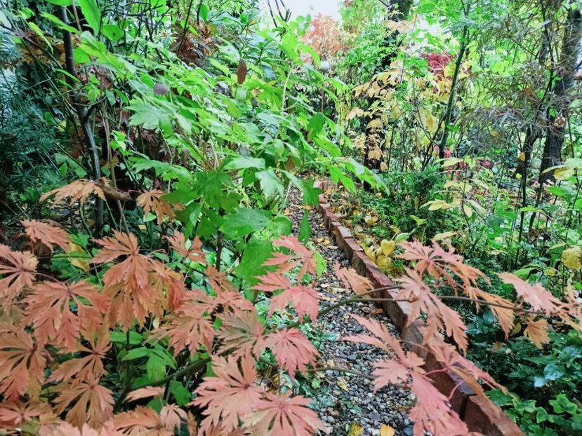  - Grădina 2025 continuare 5