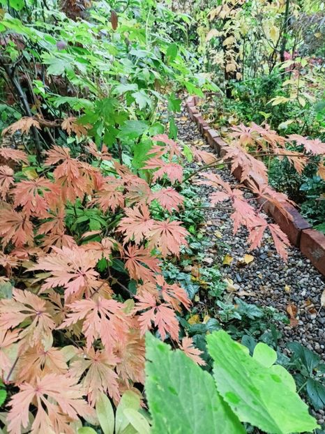  - Grădina 2025 continuare 5