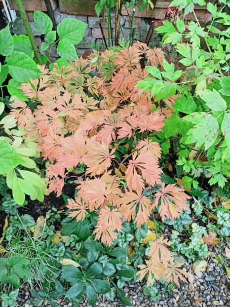  - Grădina 2025 continuare 5