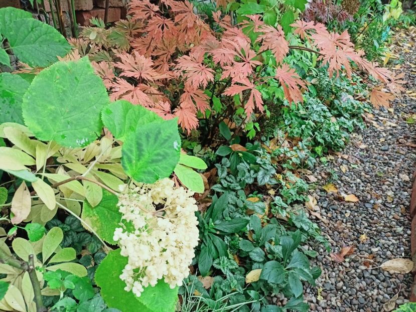  - Grădina 2025 continuare 5