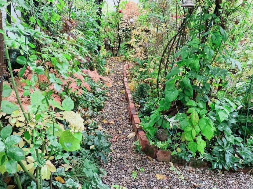  - Grădina 2025 continuare 5