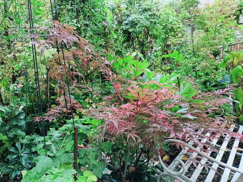 Shirazz - Grădina 2025 continuare 5