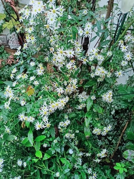  - Grădina 2025 continuare 5