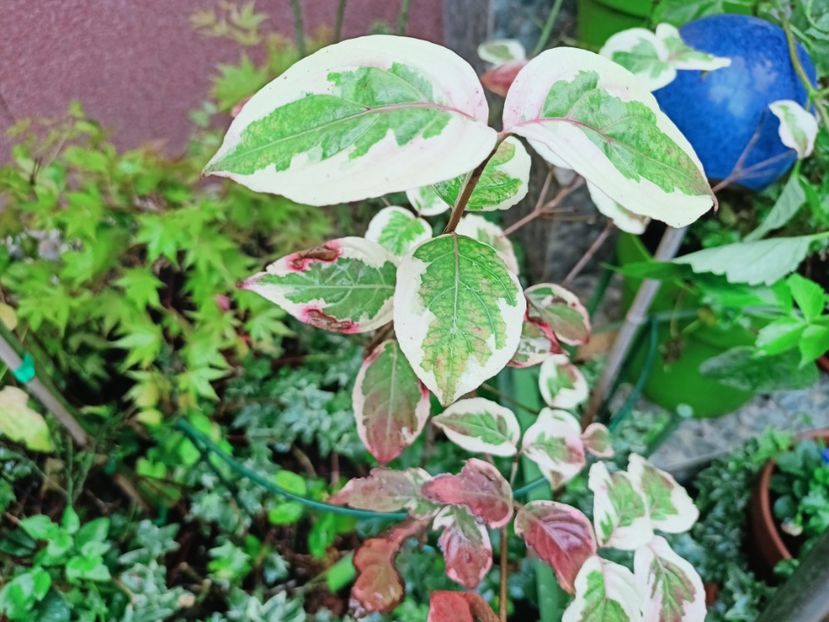  - Grădina 2025 continuare 5