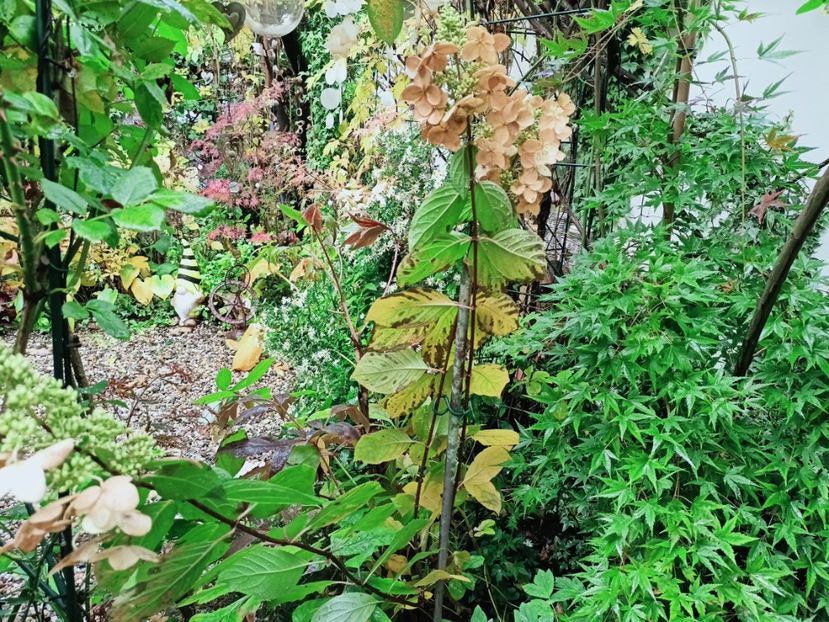 Hortensia paniculata și Ryusen - Grădina 2025 continuare 5