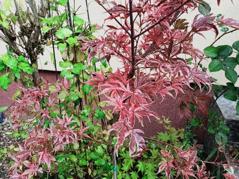  - Grădina 2025 continuare 5