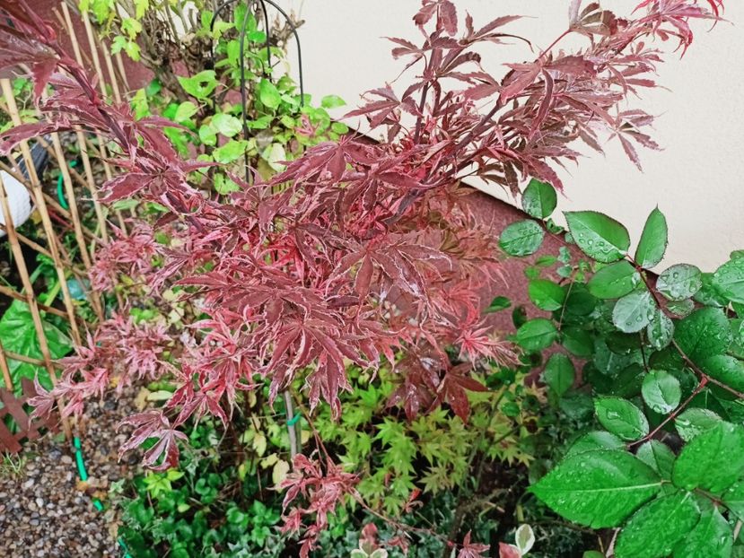 Geisha Gone Wild - Grădina 2025 continuare 5