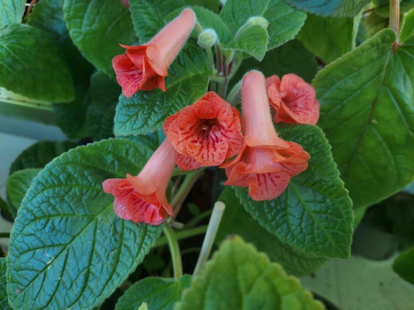 29 - 1-A-Siningii din semințe