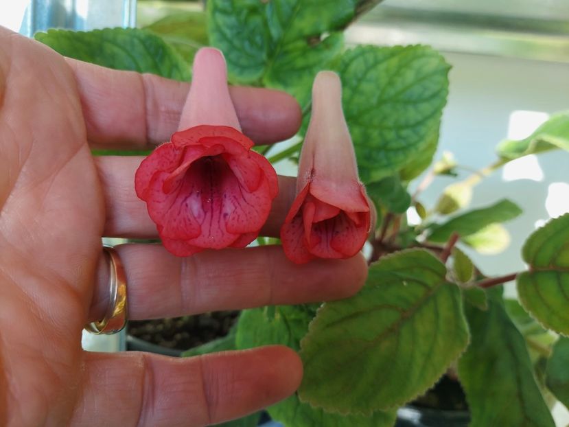 22 - 1-A-Siningii din semințe