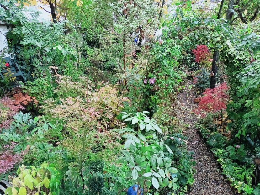  - Grădina 2025 continuare 5