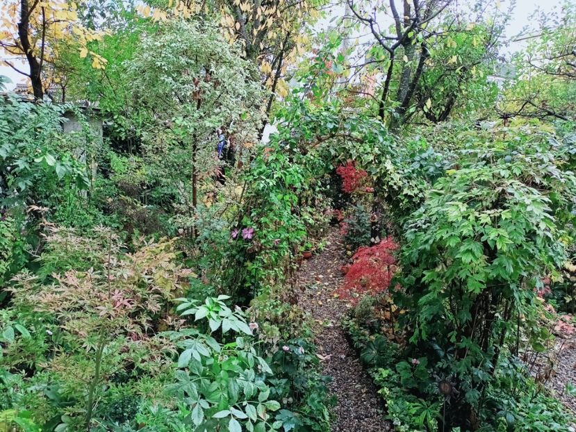  - Grădina 2025 continuare 5