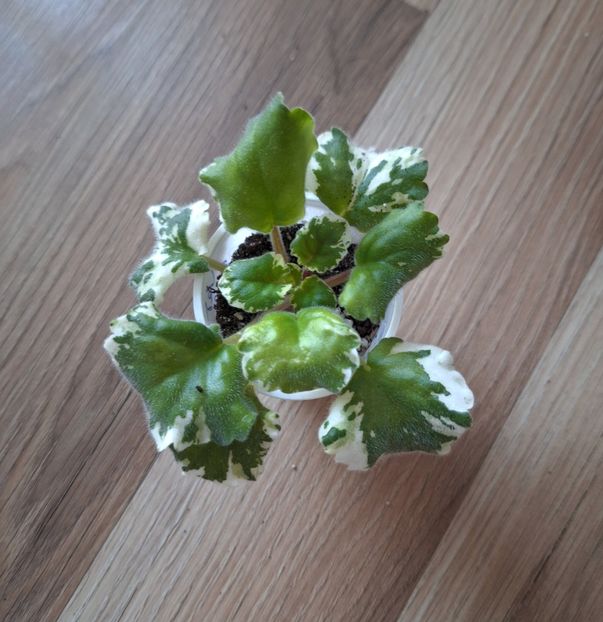 Vat Zvezdochet 30 lei si 25 lei - AA Pui disponibili