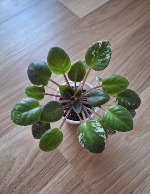 N May 35 lei (planta matura) - AA Pui disponibili