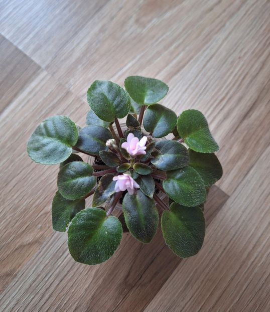 Mk Stayka Motiljkov( mini )cu flori 50 lei - AA Pui disponibili