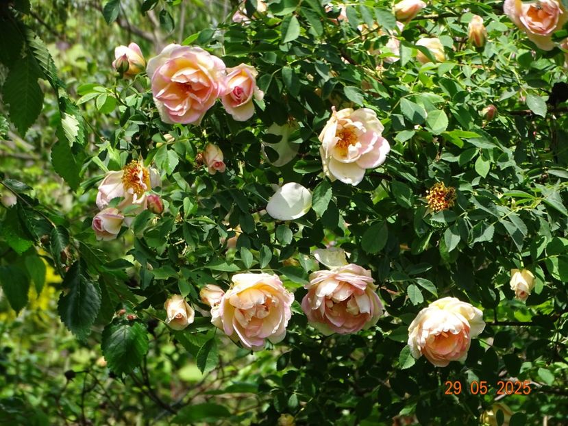  - Trandafiri 2025