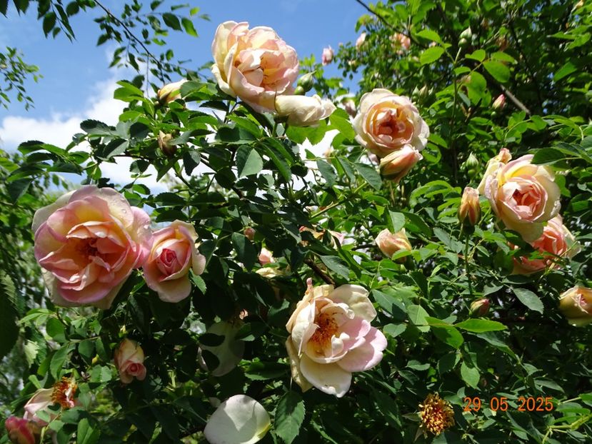  - Trandafiri 2025