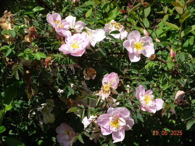  - Trandafiri 2025