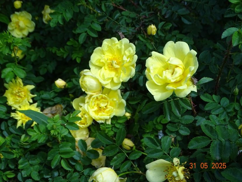  - Trandafiri 2025